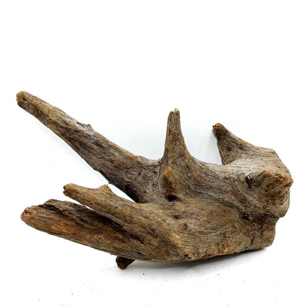 Corbo Root (MK 9), ca. 19 x 12 x 9 cm