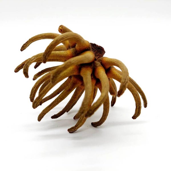Spidergum Claws, Marlock Noses