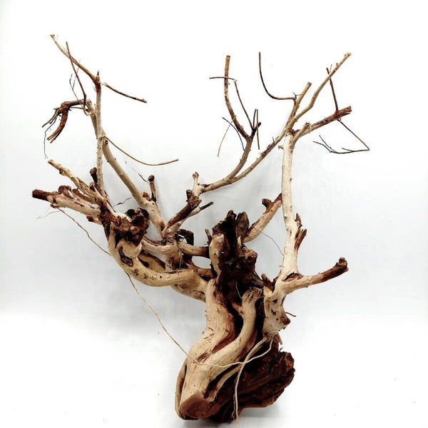Etosha Tree (ETE 9), ca. 20 x 19 x 15 cm