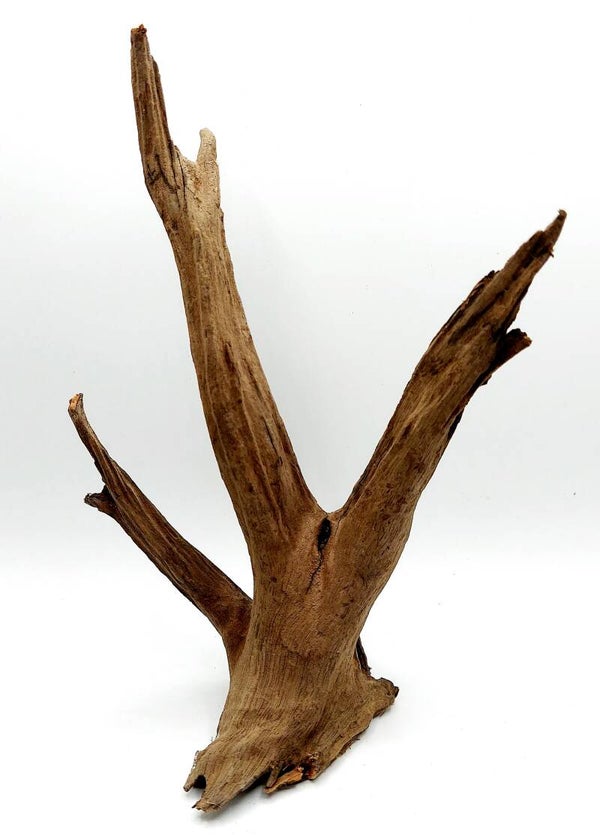 Corbo Root (COB 2), ca. 21 x 15 x 10 cm