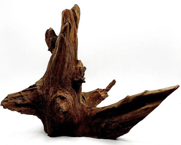 Corbo Root (COB 3), ca. 23 x 19 x 11 cm