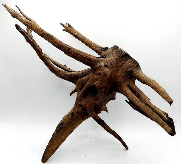 Corbo Root (COB 4), ca. 28 x 20 x 12 cm