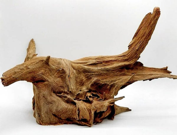 Corbo Root (COB 5), ca. 30 x 19 x 18 cm
