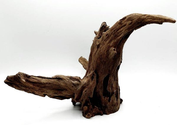 Corbo Root (COB 7), ca. 23 x 18 x 15 cm