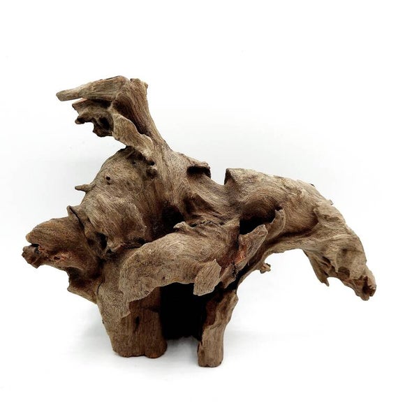 Corbo Root (COB 8), ca. 17 x 13 x 8 cm