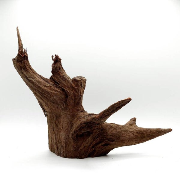 Corbo Root (COB 10), ca. 19 x 17 x 6 cm