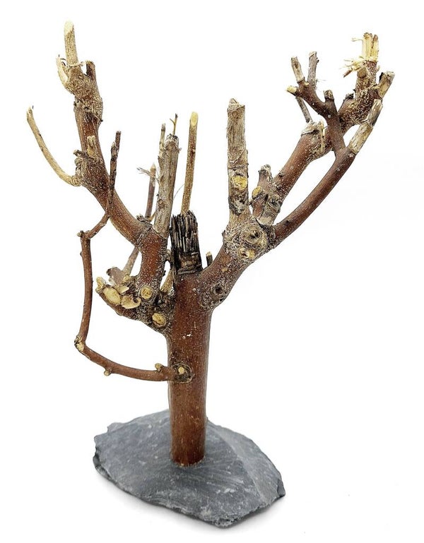 Murray Branch auf Schiefer (MBC 22), ca. 20 x 16 x 10 cm