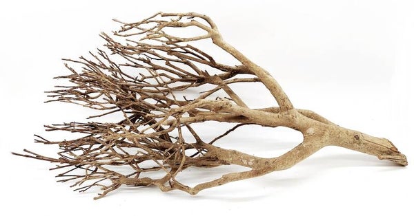 Tea Branch, Scaping Ast (WH 23), ca. 61 x 31 x 22 cm