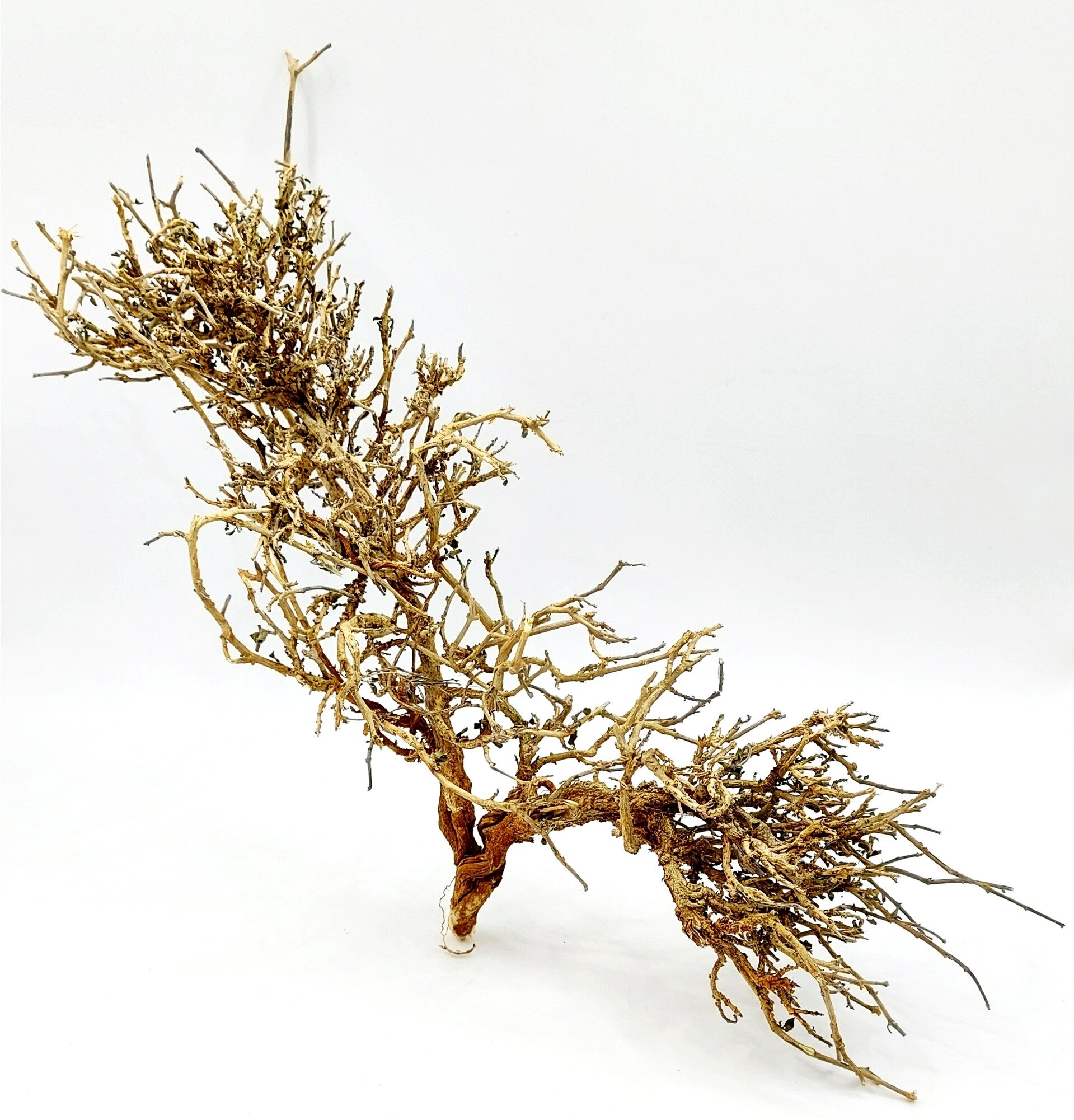 Fächer Garnelen Bäumchen GBKR 2, ca. 23 x 33 x 10 cm