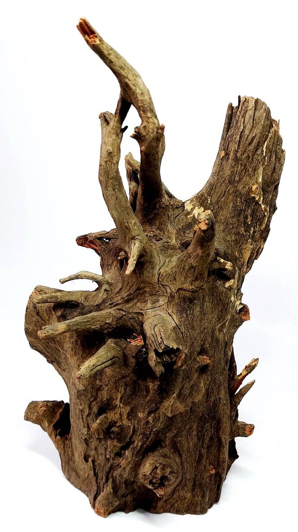 Corbo Root (CRB 3), ca. 27 x 15 x 15 cm