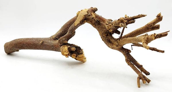 Scaping Ast (DML 3), ca. 34 x 12 x 11 cm