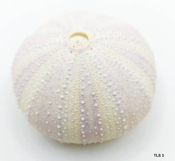 Seeigel Gehäuse lila/ beige/ weiß 5 - 6 cm - mit Auswahl (TLS)