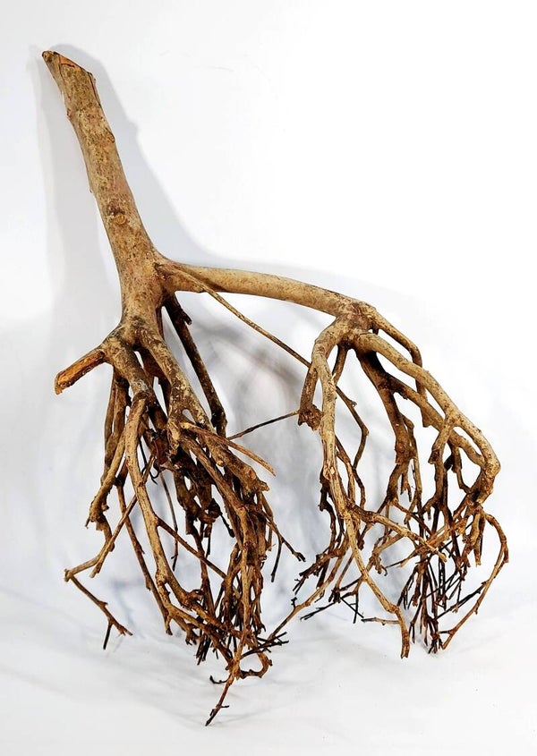 Tea Branch, Scaping Ast (ZA 3), ca. 47 x 30 x 20 cm