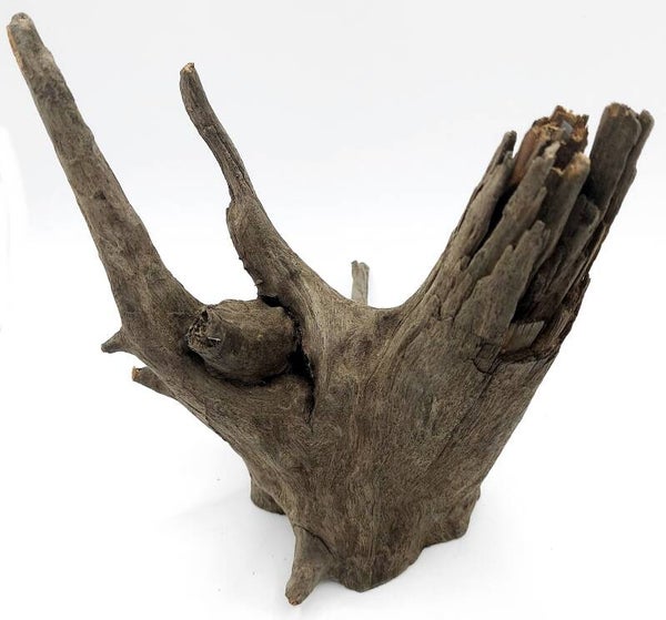 Corbo Root (GNC 3), ca. 19 x 17 x 17 cm