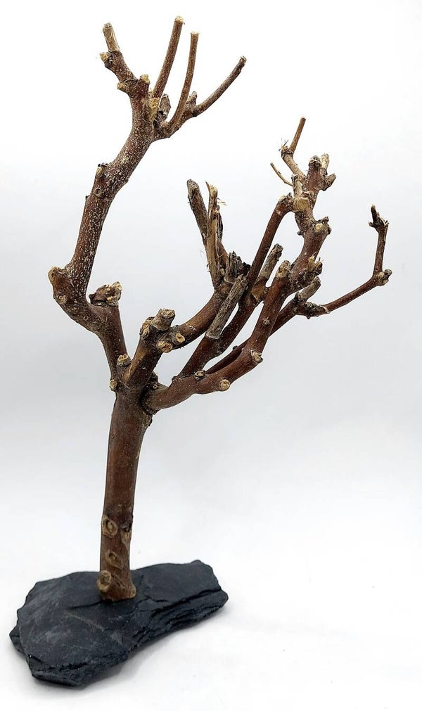 Murray Branch auf Schiefer (TP 4), ca. 28 x 15 x 8 cm