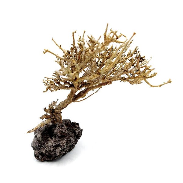 Garnelen Bäumchen auf Lava (CF 4)