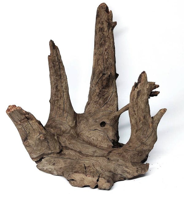 Corbo Root (C 4), ca. 19 x 17 x 17 cm
