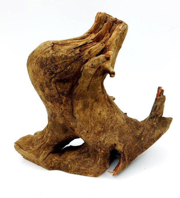 Corbo Root (F 4), ca. 18 x 15 x 8 cm