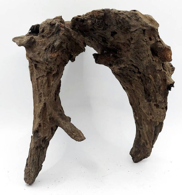 Corbo Root (GNC 4), ca. 19 x 20 x 12 cm