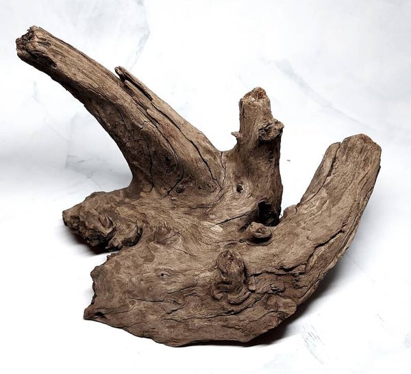 Corbo Root (CR 4) ca. 20 x 15 x 14 cm