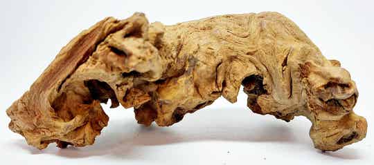 Savannenwurzel (RVS 19)