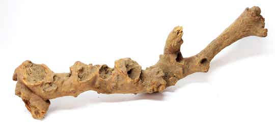 Savannenwurzel (RVS 16)