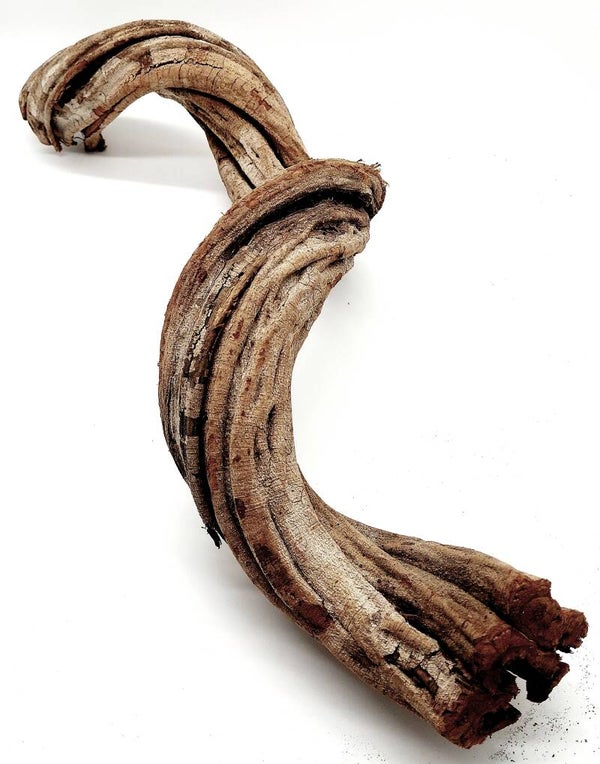 Cipo Rosca Liane (CRL 5), ca. 65 x 19 x 18 cm