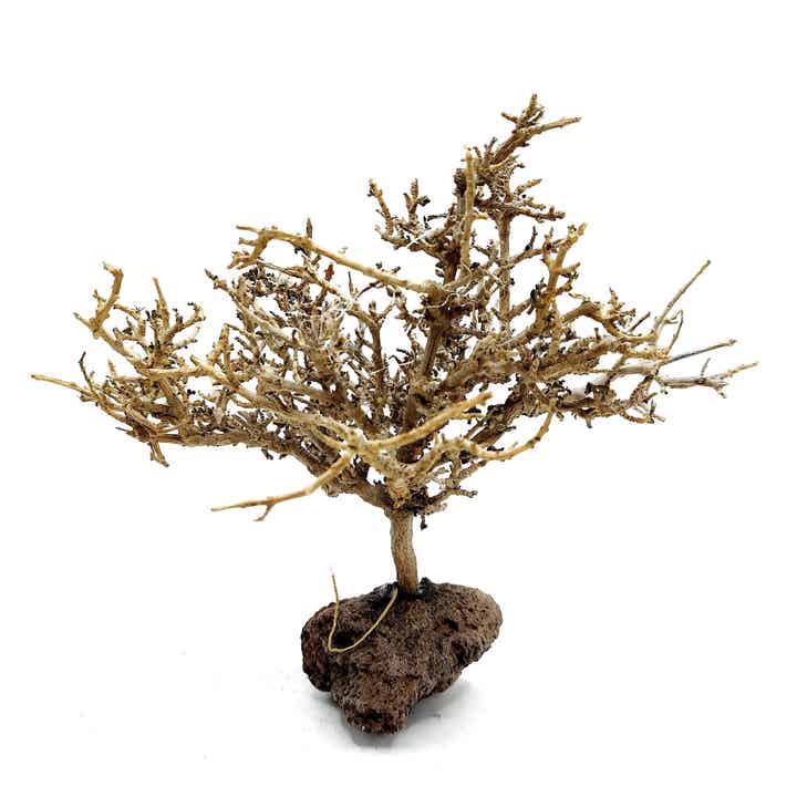 Garnelen Bäumchen auf Lava (CF 5)