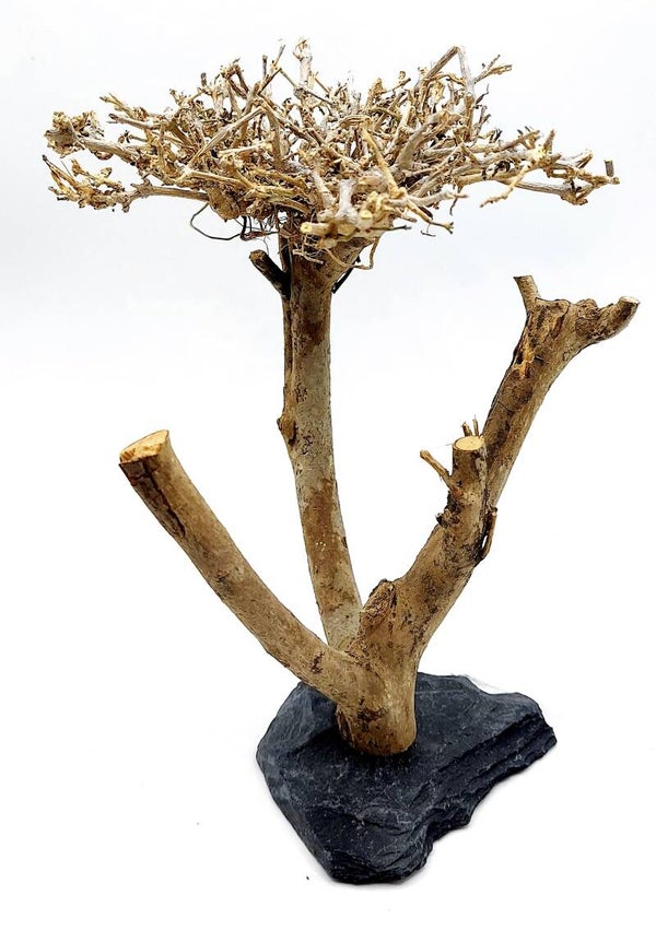 Bonsai (BBL 5), ca. 17 x 14 x 14 cm (H/B/T)