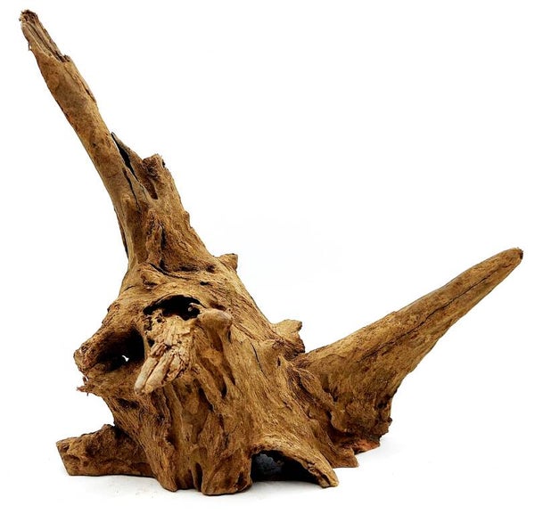 Corbo Root (E 5), ca. 19 x 21 x 11 cm