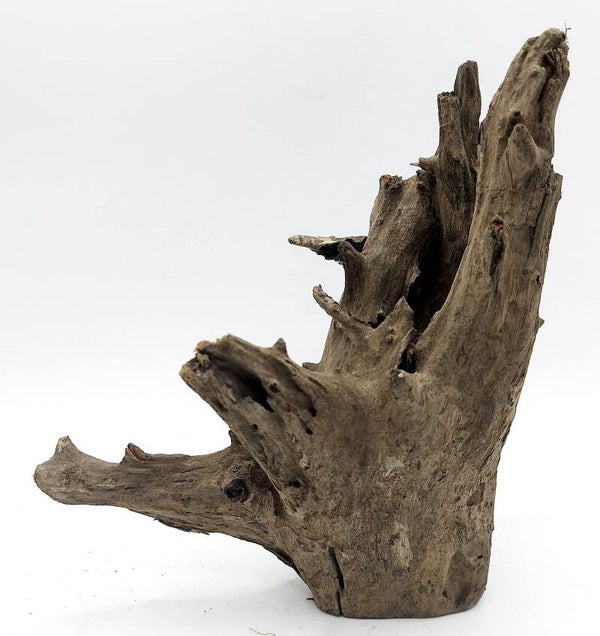 Corbo Root (GNC 5), ca. 18 x 15 x 8 cm