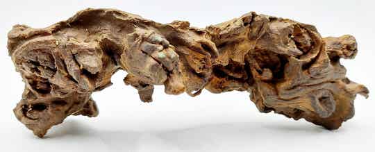 Savannenwurzel (RVS 23)