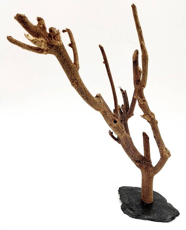 Murray Branch auf Schiefer (SMM 6), ca. 24 x 14 x 10 cm