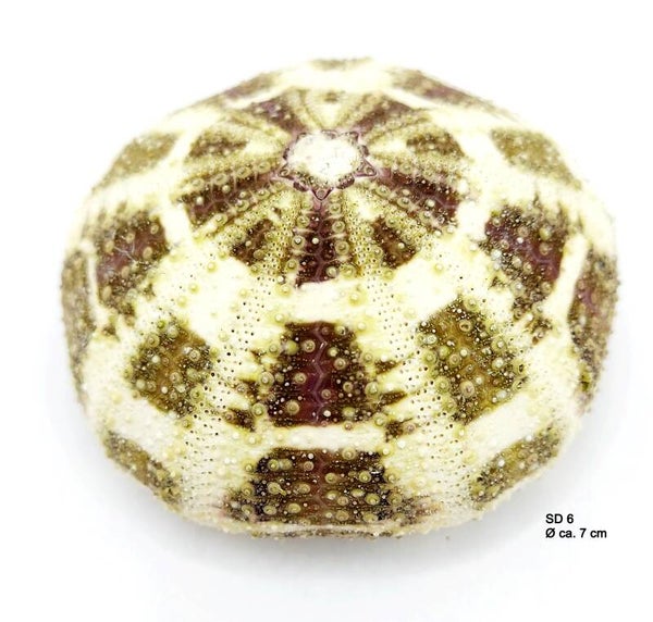 Seeigel Gehäuse (SD 6)
