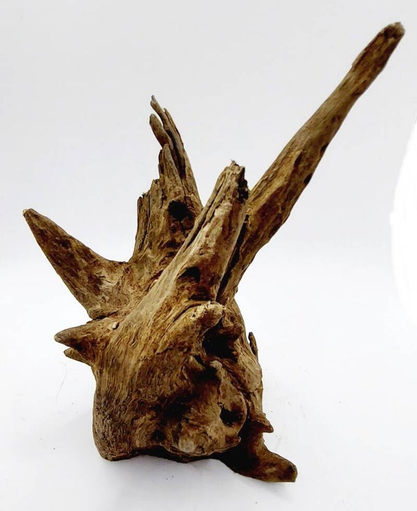 Corbo Root (K 6), ca. 21 x 16 x 11 cm