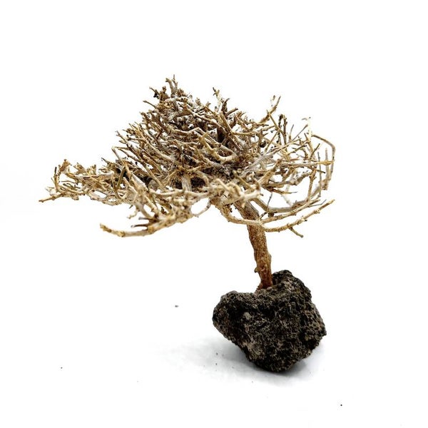 Garnelen Bäumchen auf Lava (CF 6)