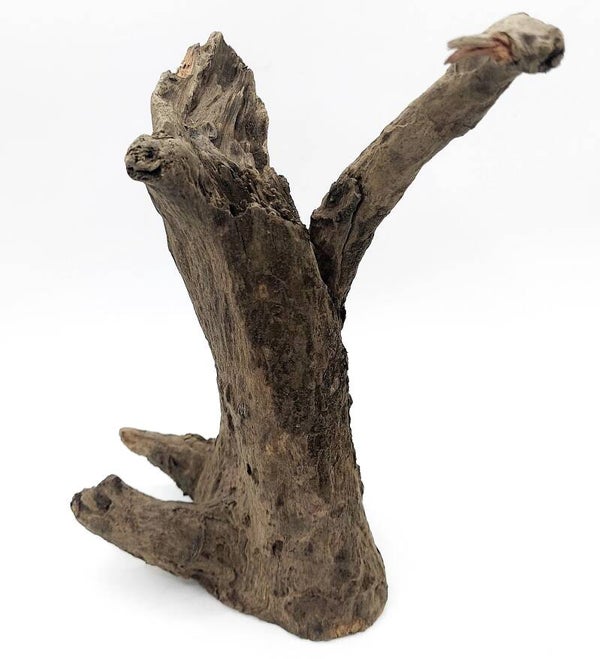 Corbo Root (GNC 6), ca. 20 x 16 x 10 cm