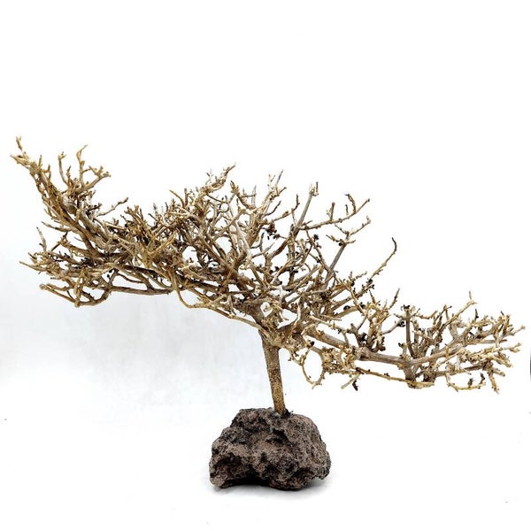 Garnelen Bäumchen auf Lava (CF 7)