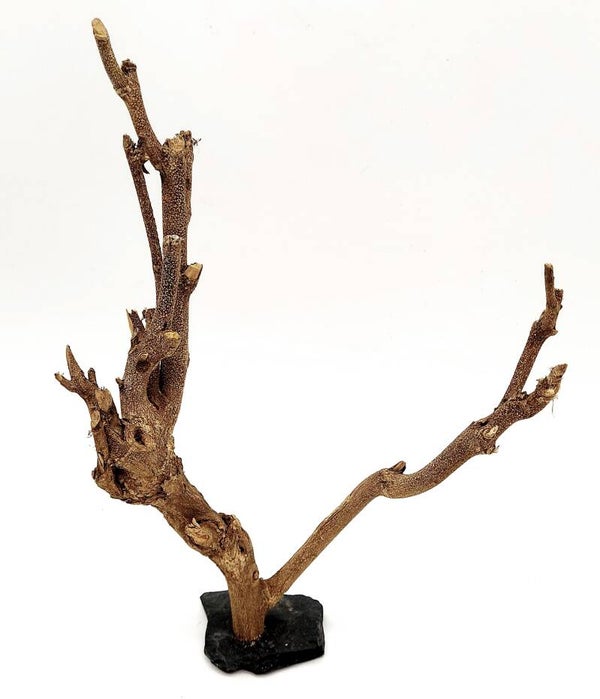 Murray Branch auf Schiefer (SMM 7), ca. 33 x 24 x 8 cm