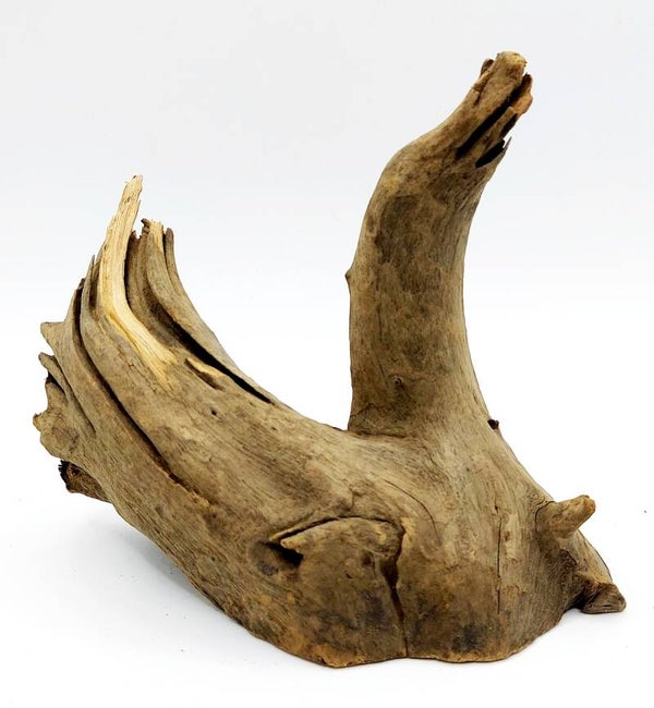 Corbo Root (SNW 8), ca. 13 x 16 x 9 cm