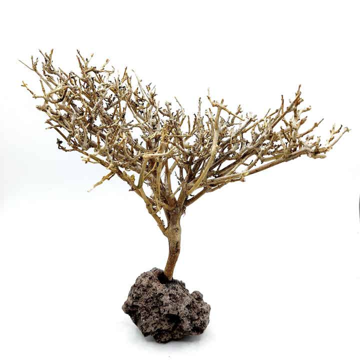 Garnelen Bäumchen auf Lava (CF 8)