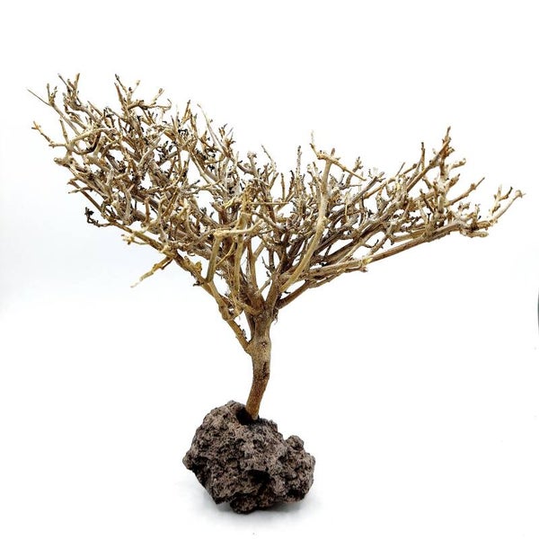 Garnelen Bäumchen auf Lava (CF 8)