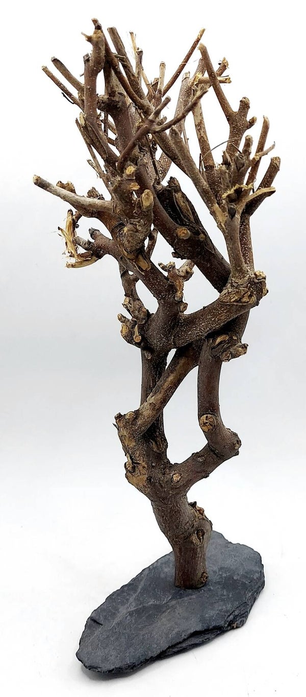 Murray Branch auf Schiefer (TP 8), ca. 26 x 11 x 10 cm