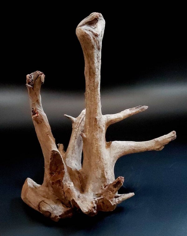 Corbo Root (MGC 8), ca. 24 x 25 x 16 cm