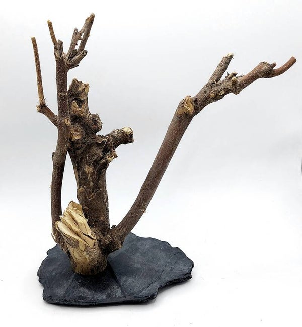 Murray Branch auf Schiefer (TP 9), ca. 21 x 19 x 7 cm