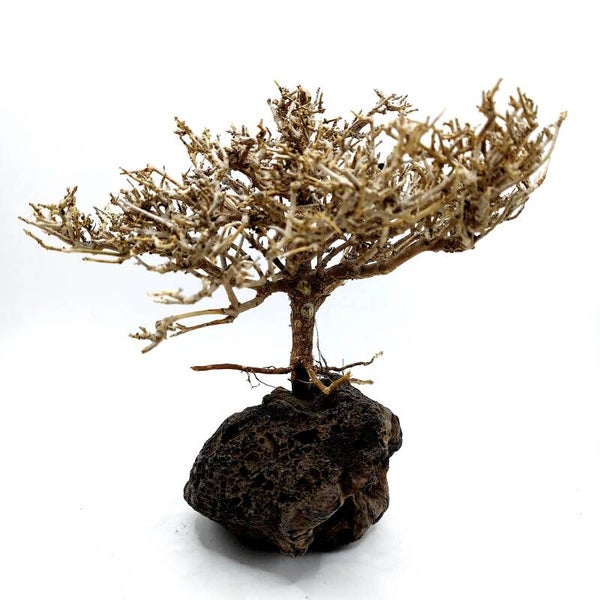 Garnelen Bäumchen auf Lava (CF 9)