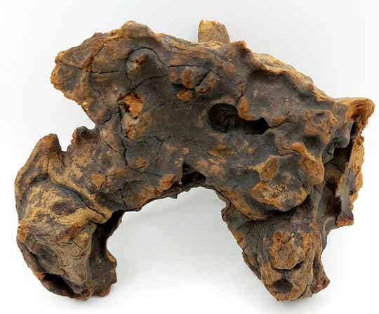 Savannenwurzel (RVS 40)