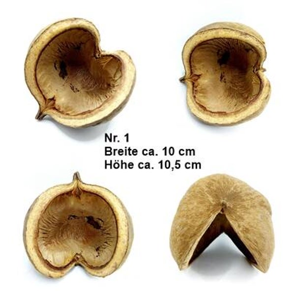 Buddha Nüsse - XL - weit geöffnet - mit Auswahl