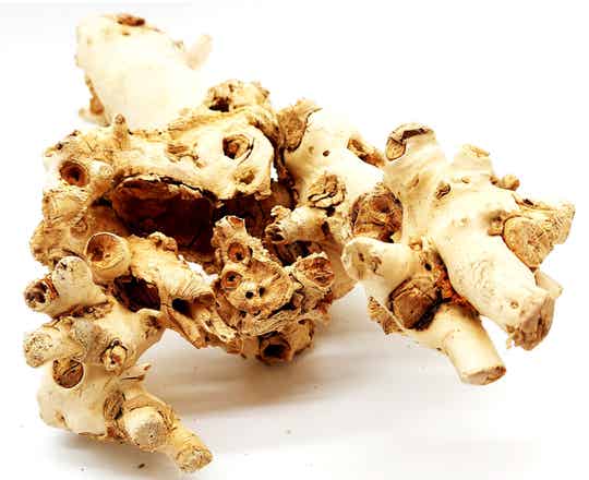 Große sonnengebleichte Wurzel (Nr. 8)