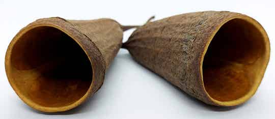 Wadara Schote Krebshöhle, Welshöhle ca. 5 - 11 cm